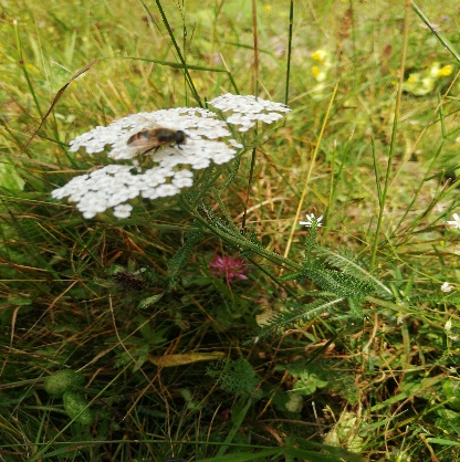 БЯЛ РАВНЕЦ Achillea milefolium