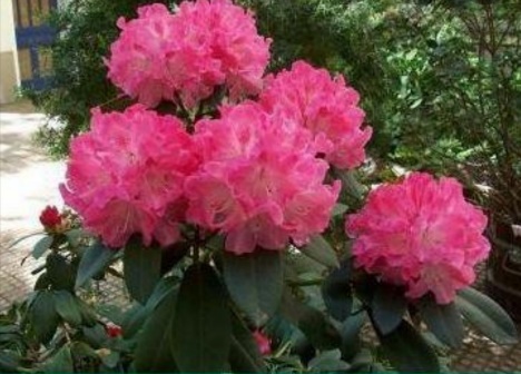 РОДОДЕНДРОН – Rhododendron pink