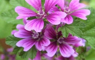 СЛЕЗ – Malva silvestrys